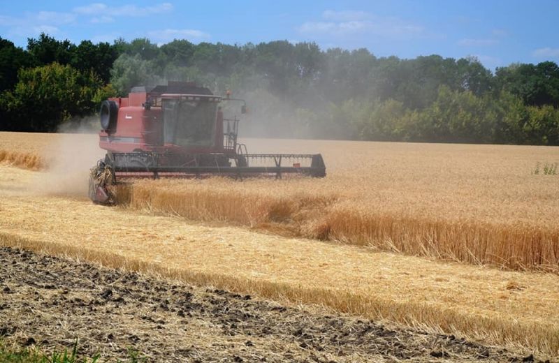 На Полтавщине урожайность зерновых выше, чем в прошлом году