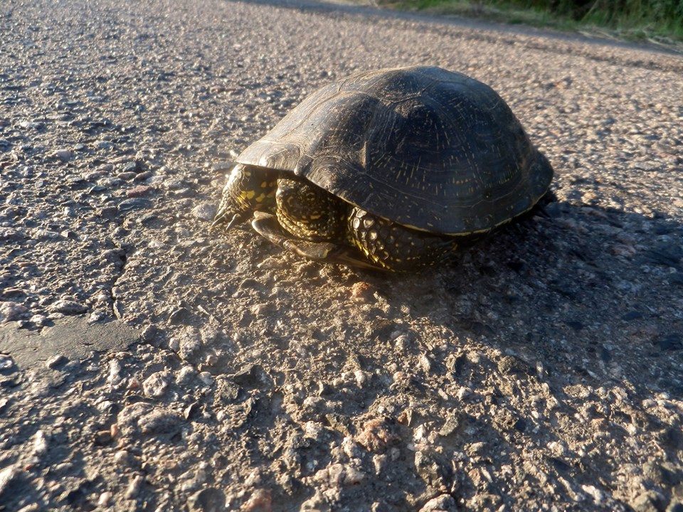 На Полтавщине засняли болотную черепаху прямо на автодороге (фото)