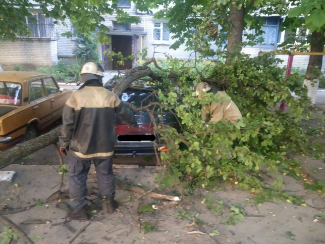 В Кременчуге на автомобиль рухнуло дерево (фото)