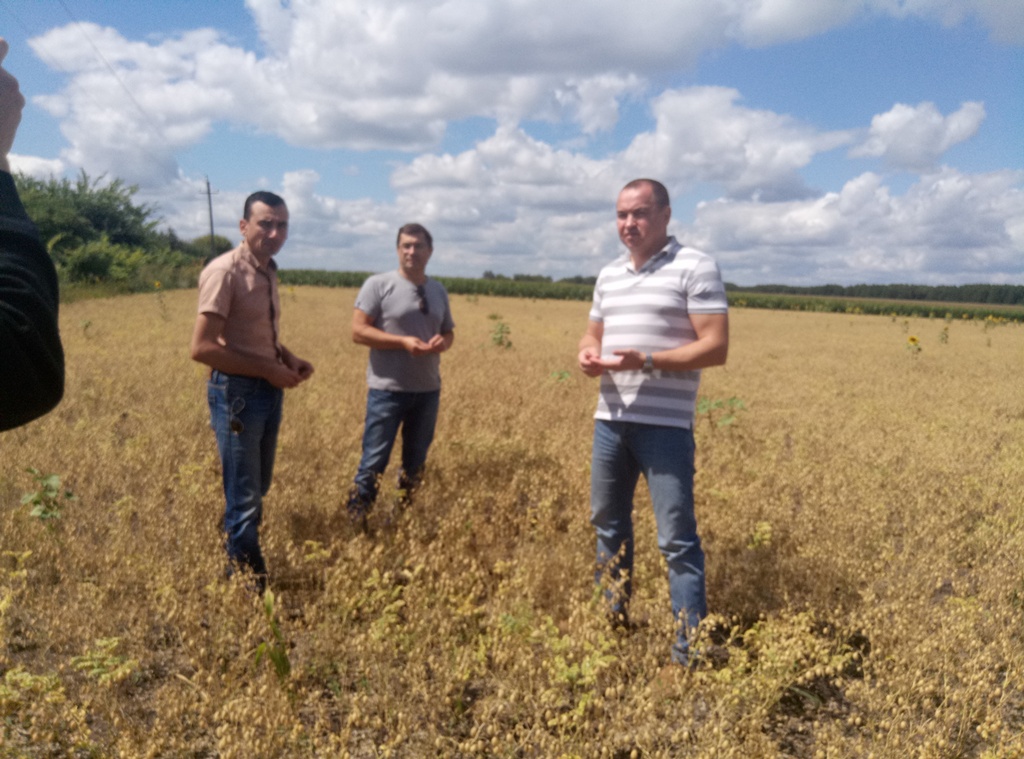 На Полтавщине начали выращивать нут