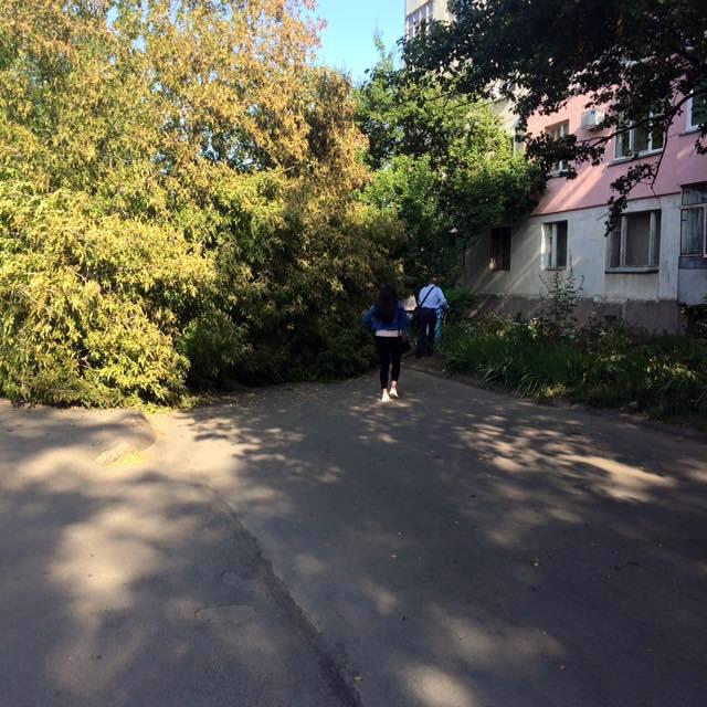 В Полтаве у многоэтажки и детского сада рухнуло огромное дерево (фото)