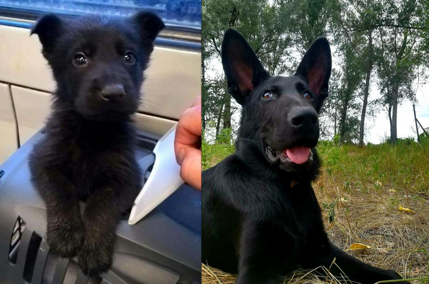 В Миргородском отделе полиции из щенка вырастили служебного пса (фото)