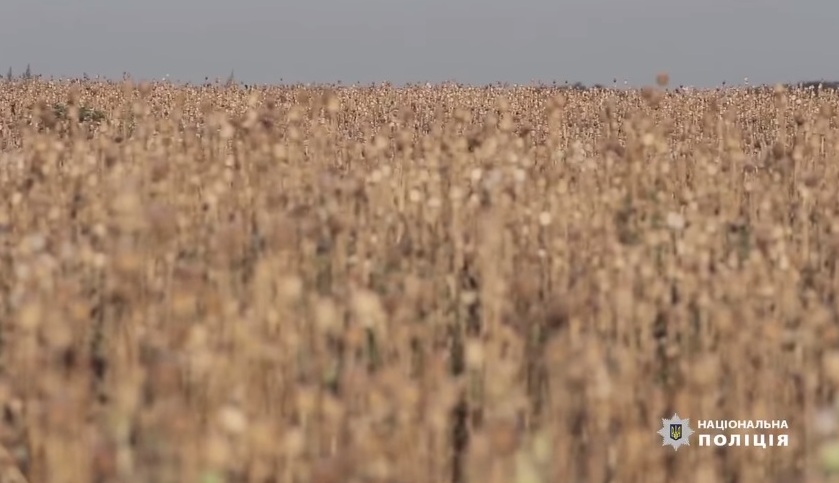 На Полтавщине мужчина засадил опийным маком 240 гектаров земли (видео)