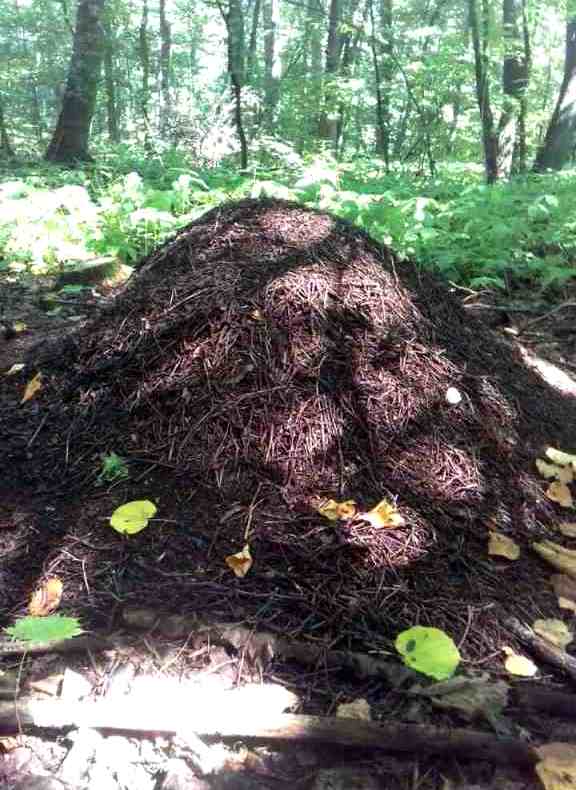 На Полтавщине засняли огромный муравейник (фото)