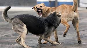 Кременчужан держит в страхе свора агрессивных собак