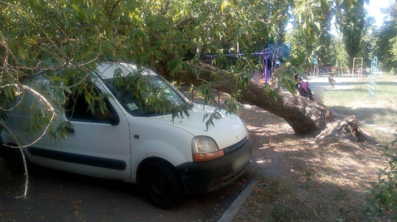 В Кременчуге дерево рухнуло на автомобиль (фото)