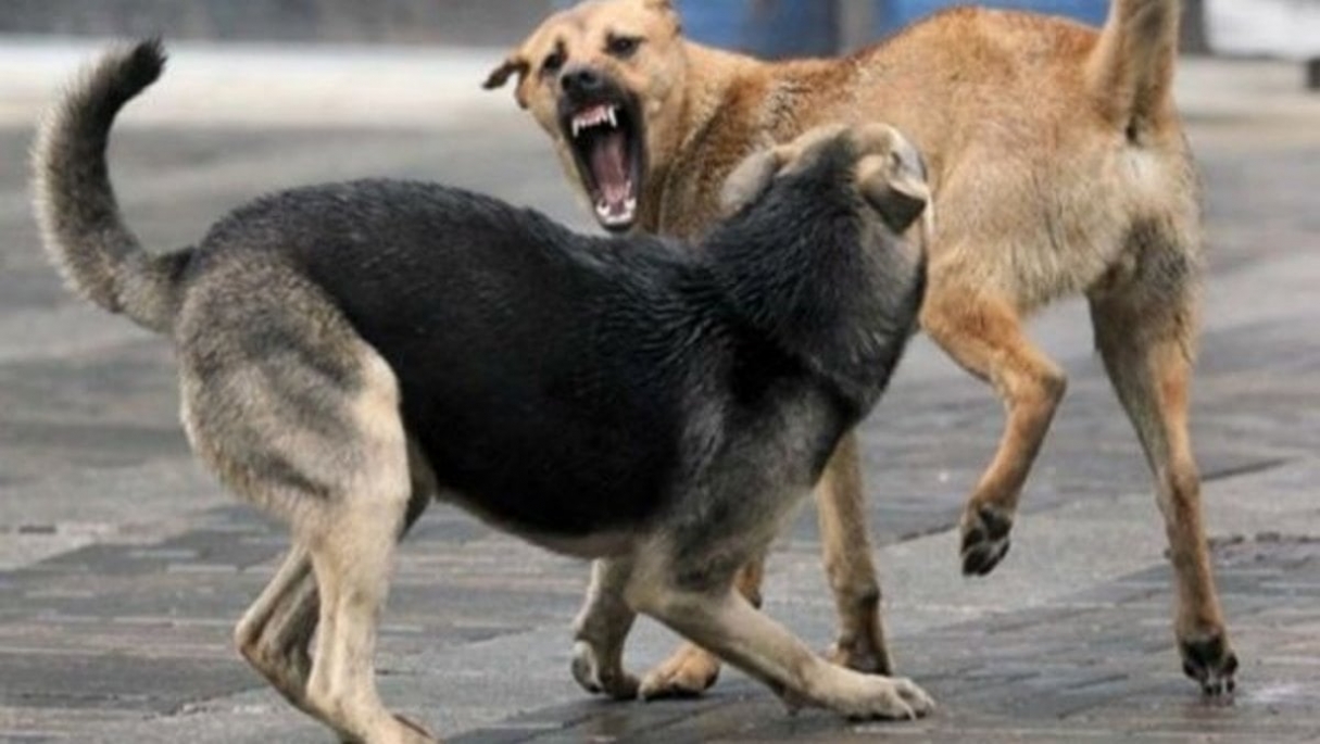 Жителям Миргорода угрожают бродячие собаки