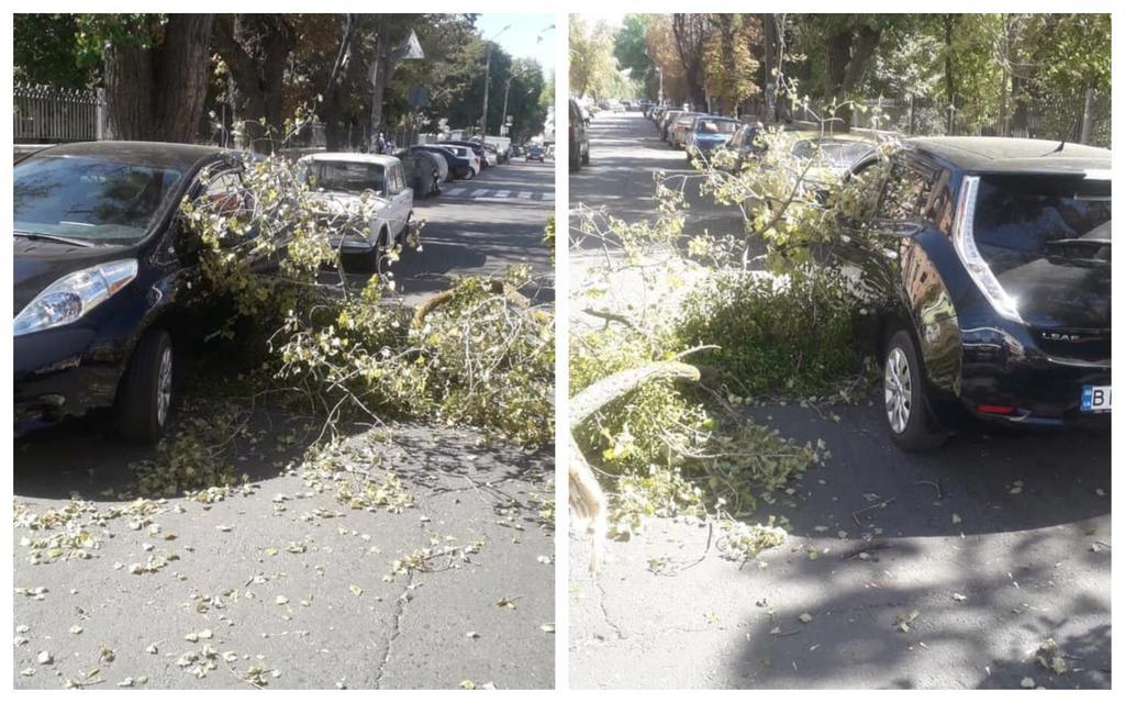 В Полтаве ветка дерева упала на автомобиль с детьми (фото)