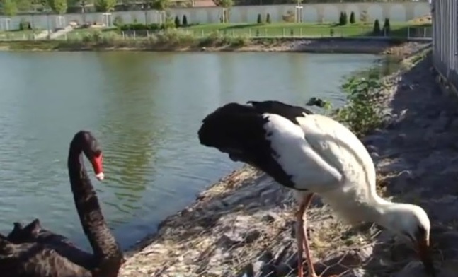 В Кременчуге аист подружился с лебедем (видео)