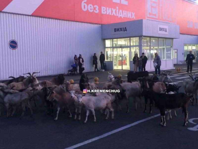 Стадо коз "оккупировало" стоянку супермаркета в Кременчуге (фото)