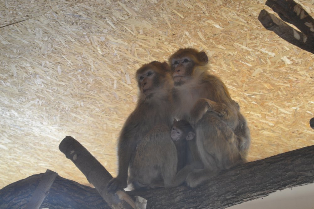 В экопарке под Полтавой обезьянке ищут жениха