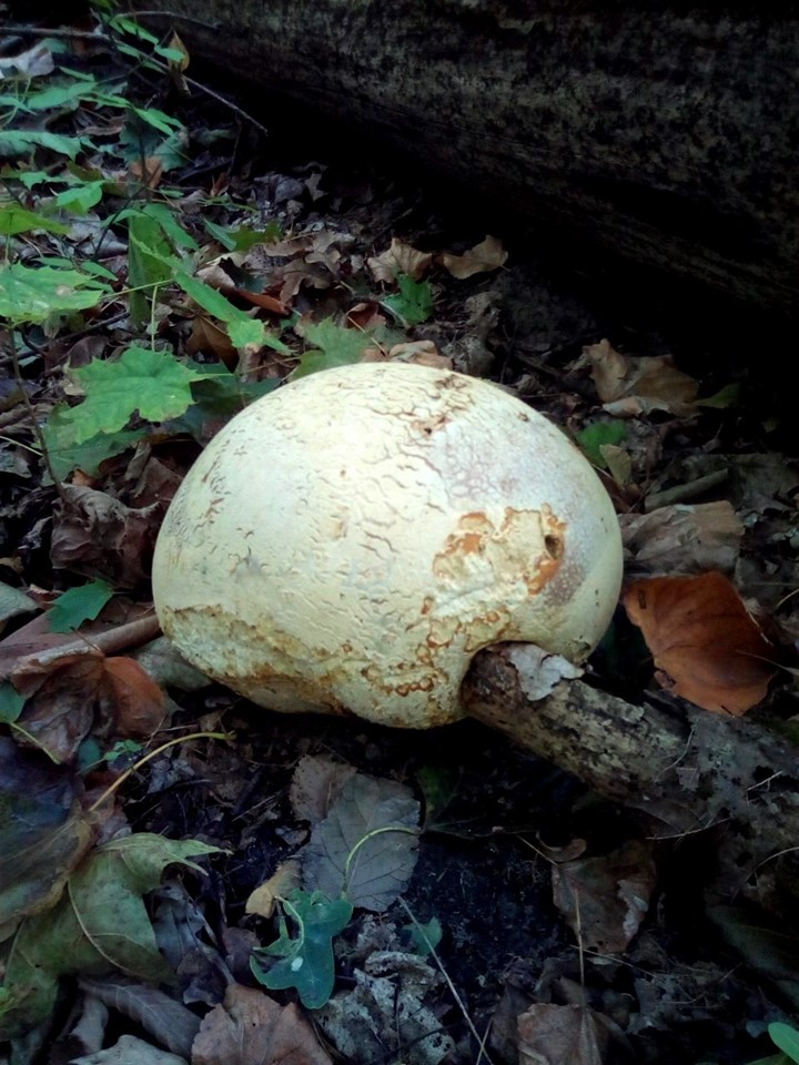 На Полтавщине нашли огромные грибы (фото)