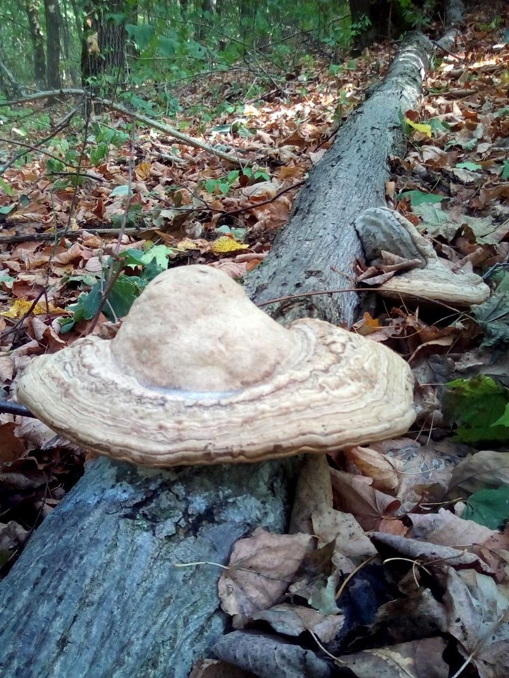 грибы, грибы полтавщина, огромные грибы