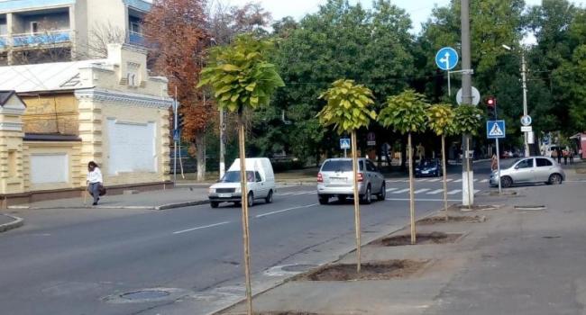 В Кременчуге высадили необычные деревья (фото)