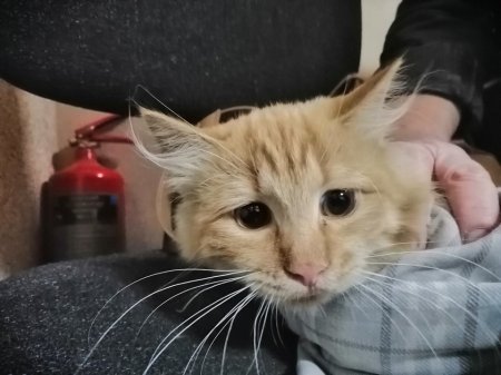 В Кременчуге кот нашел на мусорке котенка и в зубах принес к людям
