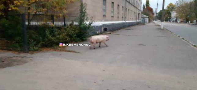 В Кременчуге посреди улицы гуляла свинья (фото)