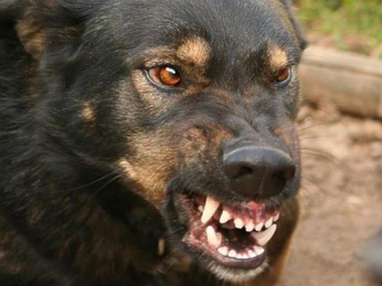 Полтавчане просят защиты от агрессивных собак