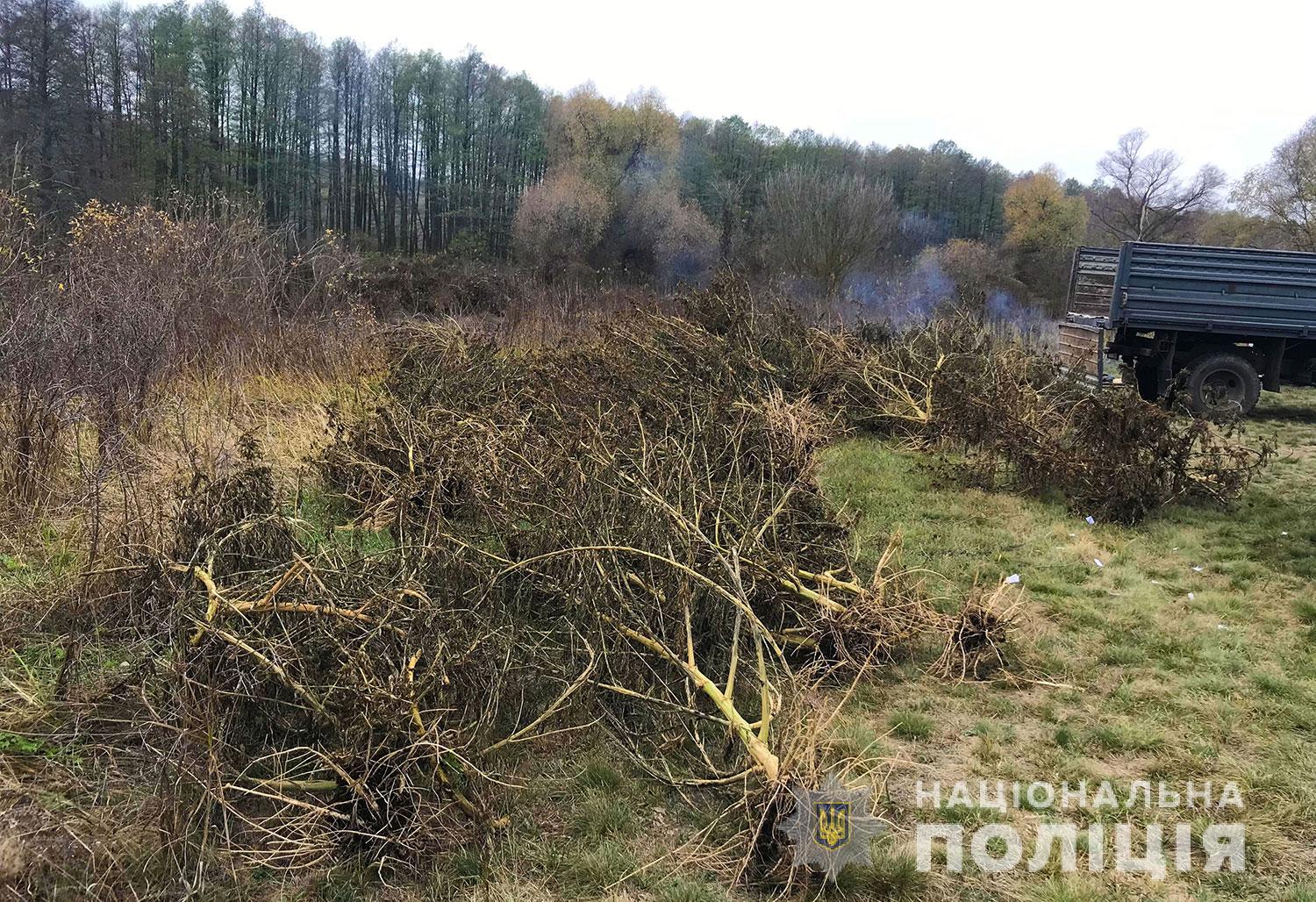 В лесном массиве на Полтавщине нашли "замаскированную" коноплю (фото)