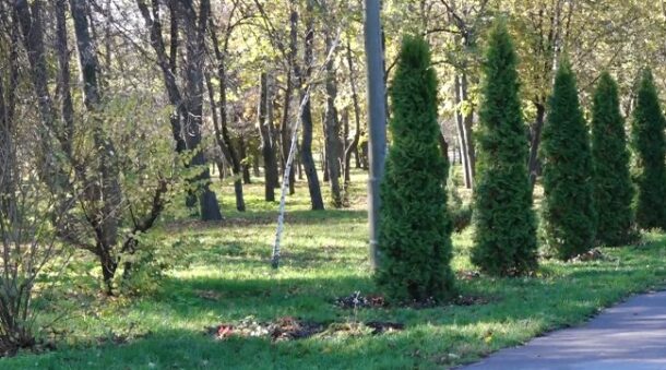 В Кременчуге украли трехметровую тую, высаженную в честь погибшего воина