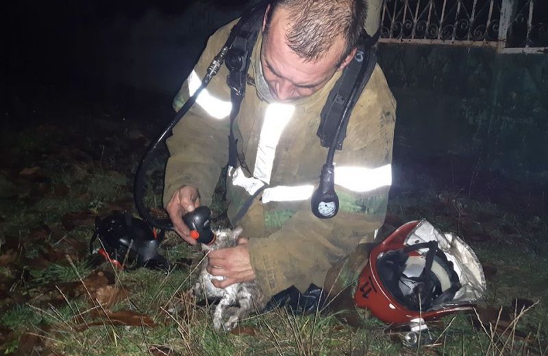 Пожарные нашли котенка в горящем доме и реанимировали, надев дыхательную маску (фото)