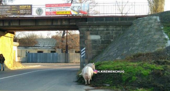 По Кременчугу у моста прогуливались свиньи (фото)