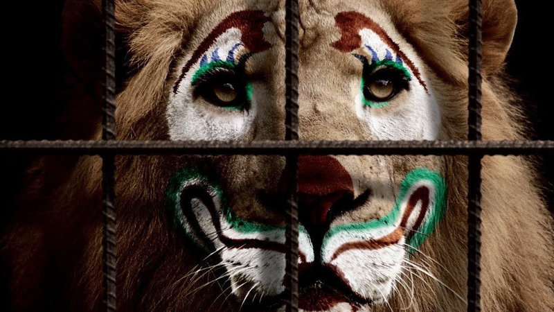 Петиция о запрете животных в цирках набрала нужное количество голосов