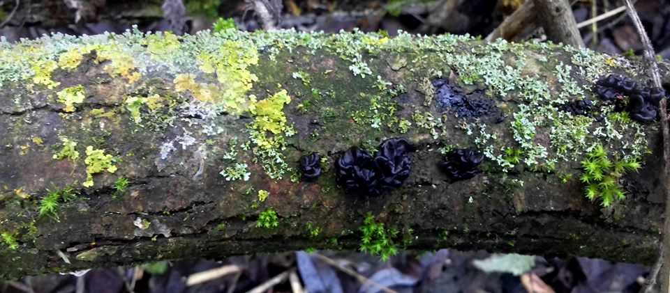 На Полтавщине нашли необычные грибы - "черное колдовское масло" (фото)