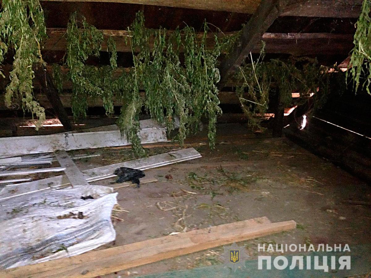 В Диканьском районе мужчина сушил коноплю под крышей (фото)