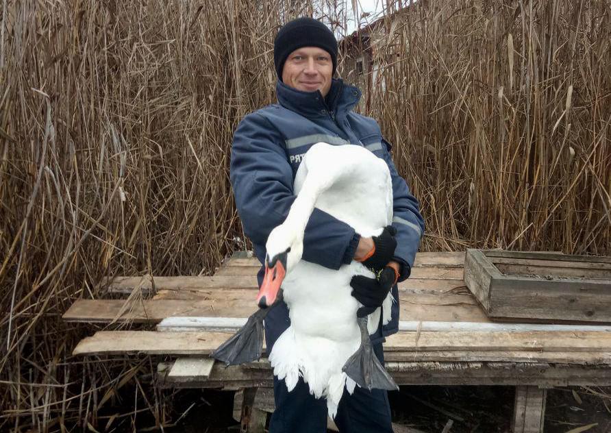 На Полтавщине спасли вмерзшего в лед пруда лебедя (фото)