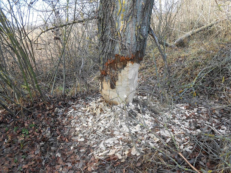 Показали впечатляющие следы деятельности бобров в полтавском парке (фото)