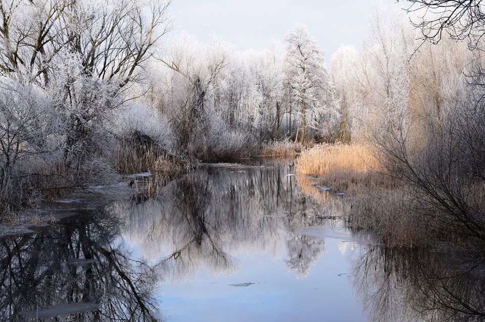 В сети показали "волшебное" фото зимнего пойменного леса на Полтавщине