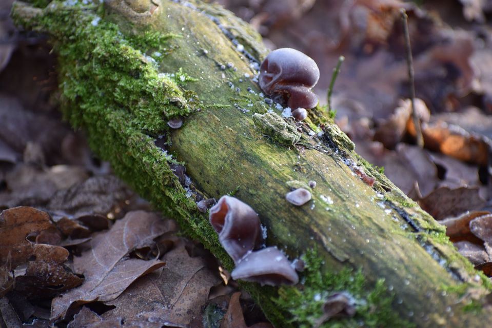 На Полтавщине нашли грибы, похожие на уши (фото)