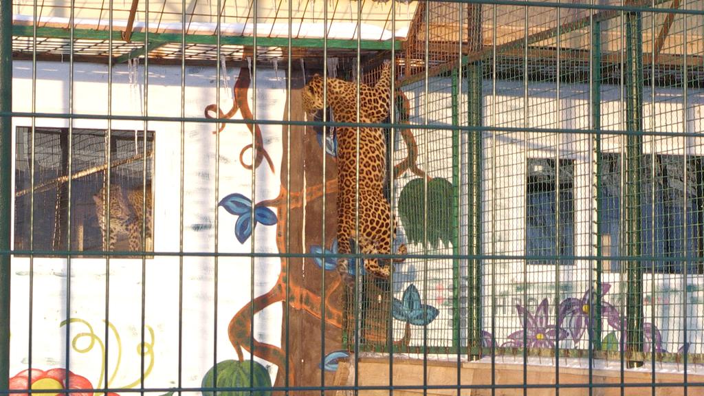 Под Полтавой теперь живут леопарды (видео)