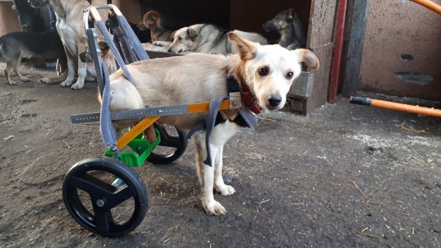 Единственный пес-колясочник на Полтавщине ищет семью (фото)