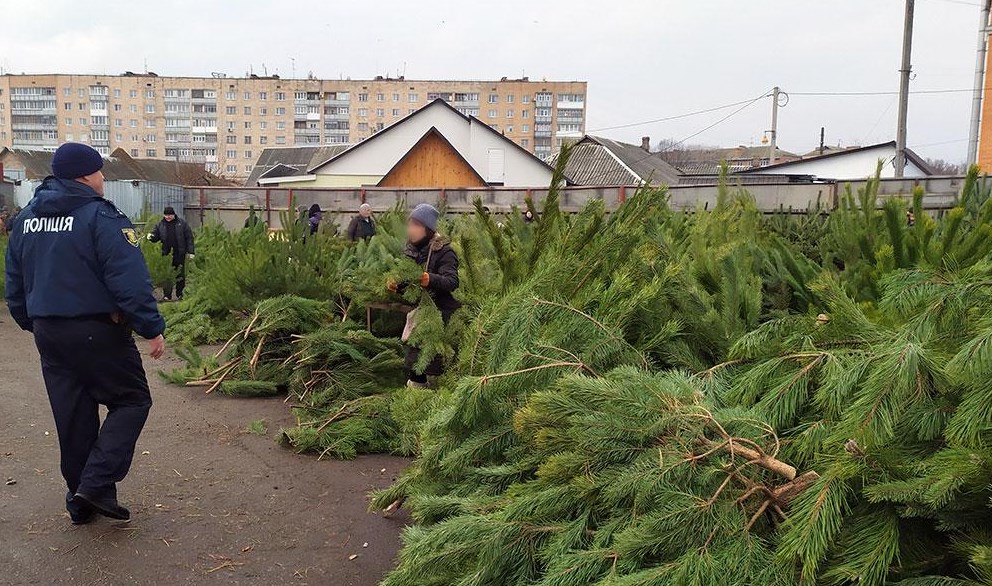На Полтавщине полиция изъяла елок на сумму более 40 тыс гривен