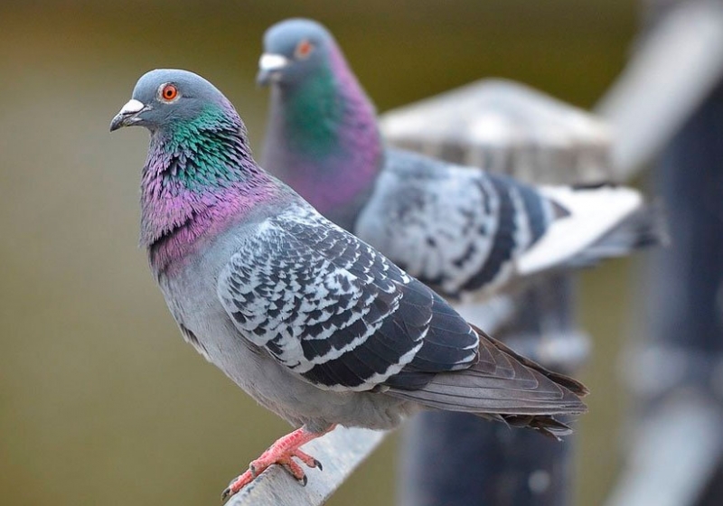 В Кременчуге прошла выставка голубей и домашних любимцев «В мире животных»