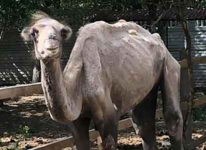 Осенью из Полтавской области в Харьковский зоопарк вернут верблюда Боню