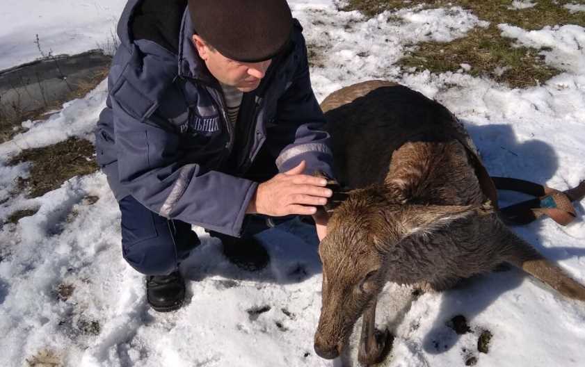 На Полтавщине спасли двух оленят