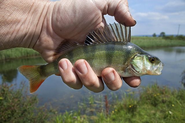 На водных объектах Полтавщины стартовал весенне-летний запрет на вылов водных биоресурсов

