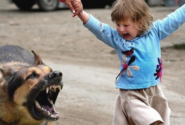 В Кременчуге собака покусала ребенка