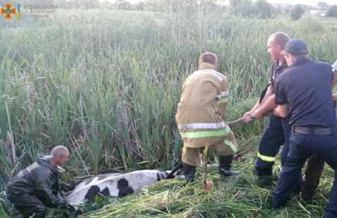 На Полтавщине спасатели помогли извлечь корову из водоема