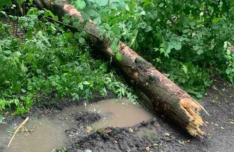 В Полтавском районе в результате падения дерева погиб 15-летний юноша