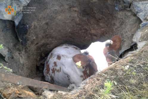 В Полтавском районе спасатели помогли извлечь из погреба корову
