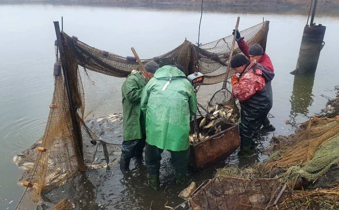 В Каменское водохранилище выпустили около 6 тонн рыбы