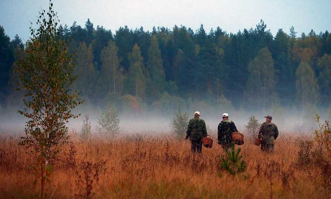 На Полтавщине гражданским запретили ходить и ездить в лес