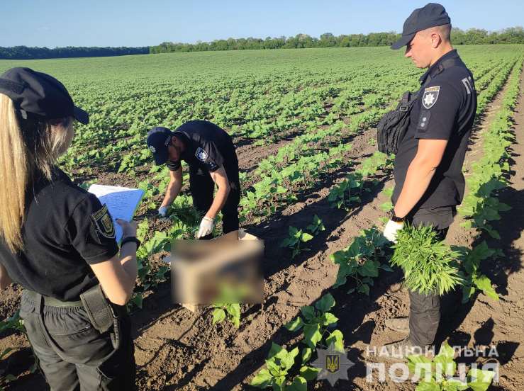 На Полтавщине полицейские обнаружили более 14,5 тысяч растений конопли