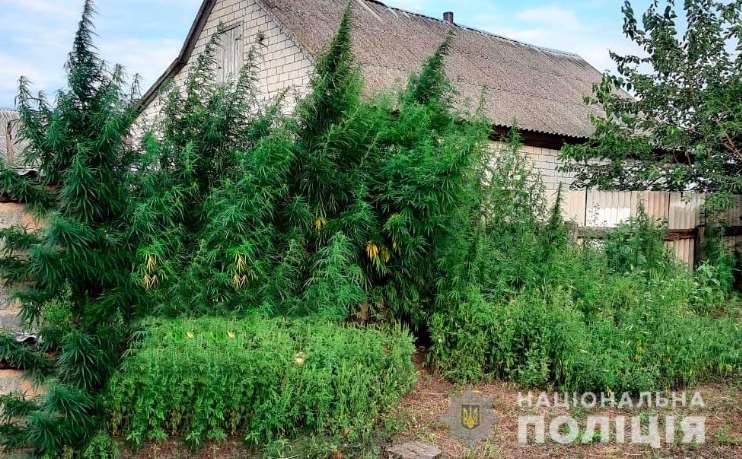 На Полтавщині поліція виявила понад 300 рослин конопель на присадибній ділянці