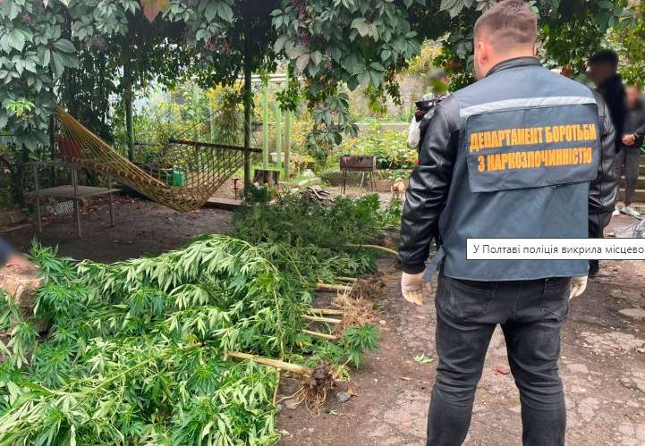 В Полтаве полиция уличила местного жителя в выращивании элитных сортов конопли