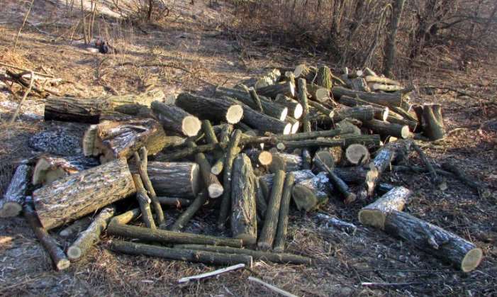 На Полтавщине полиция сообщила о подозрении мужчине, который совершил незаконную порубку древесины на более 200 тысяч гривен