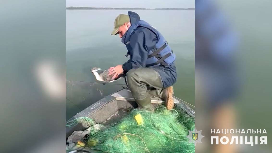 На Полтавщині водна поліція врятувала птаха, який заплутався в браконьєрських сітках на Кременчуцькому водосховищі